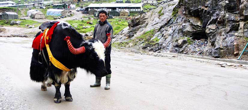 Yak Safari